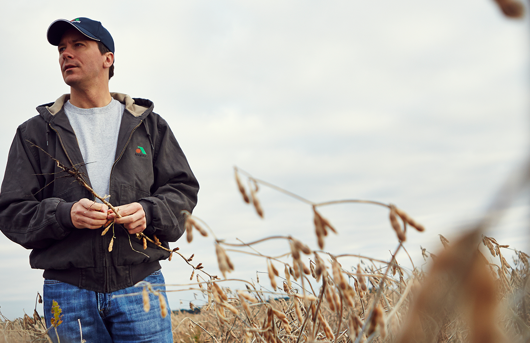 yellow corn kernels in hand