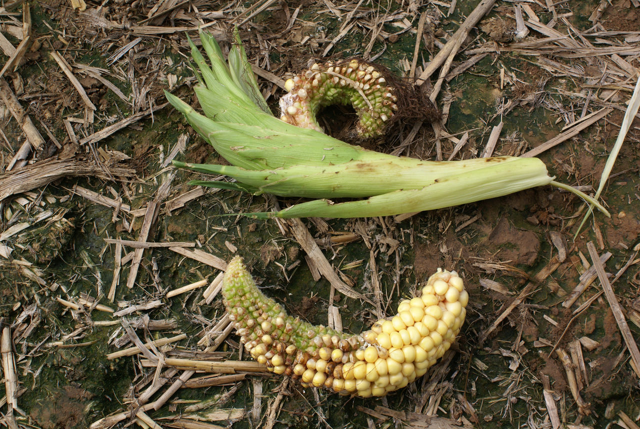 Figure 7. Injury to corn ear resulting in “banana ear”.