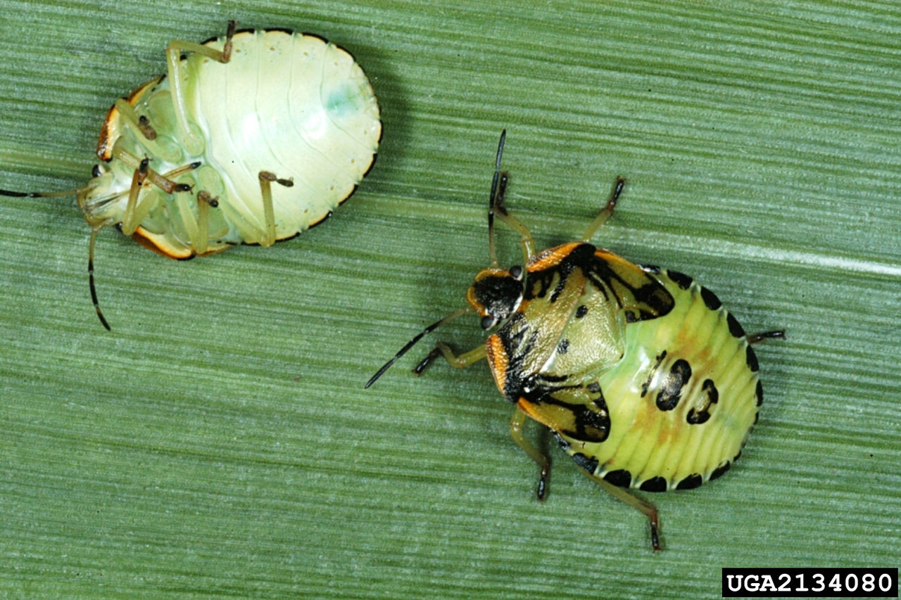 Figure 6. Green stink bug nymph, Herb Pilcher, USDA Agricultural Research Service, Bugwood.org.