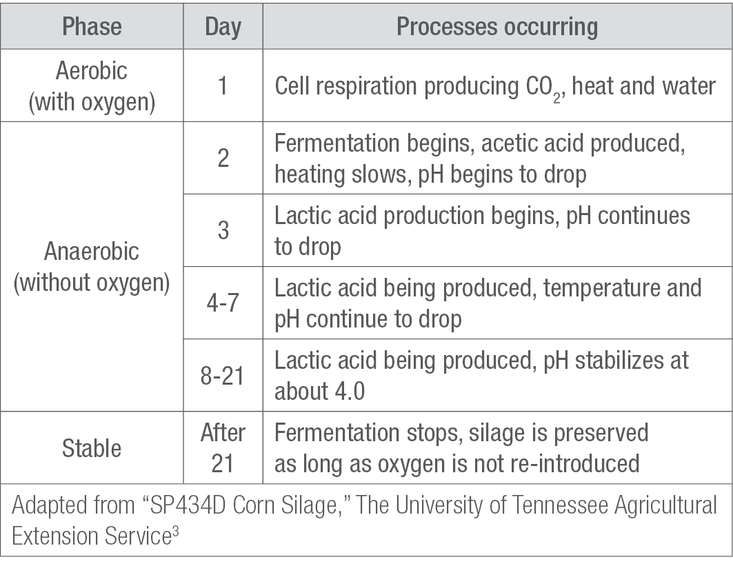 Table showing approximate timeline for corn silage fermentation process.