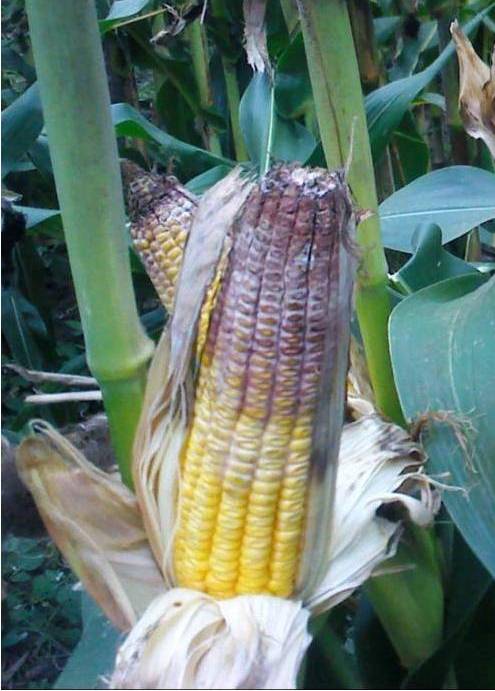 Figure 5. Ear rot fungi, such as Gibberella, can reduce yield potential, feed quality, and grain value.