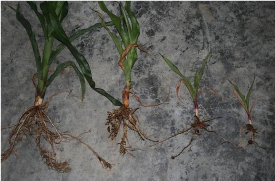 Figure 6. Nematode damage to corn plants pulled from the same field. Nematode damage is rarely uniform across a field. Photo by J. Bond, Southern Illinois University}