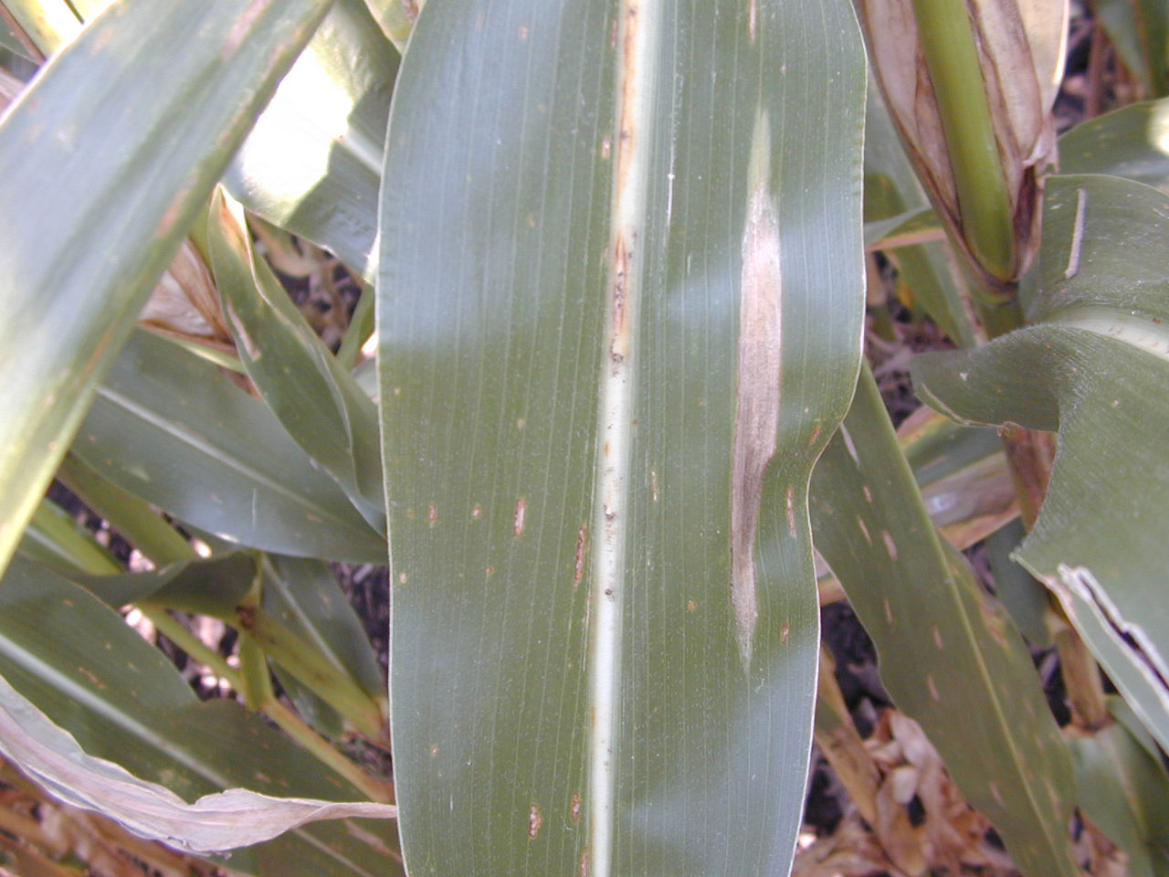 Figure 3. Symptoms of gray leaf spot (GLS) and northern corn leaf blight (NCLB) on the same leaf.