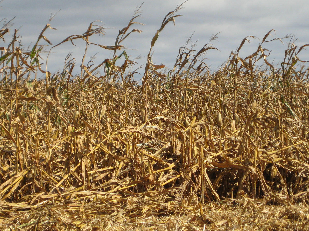 Figure 4. Corn stalk lodging in the fall due to cannibalization and stalk rots.