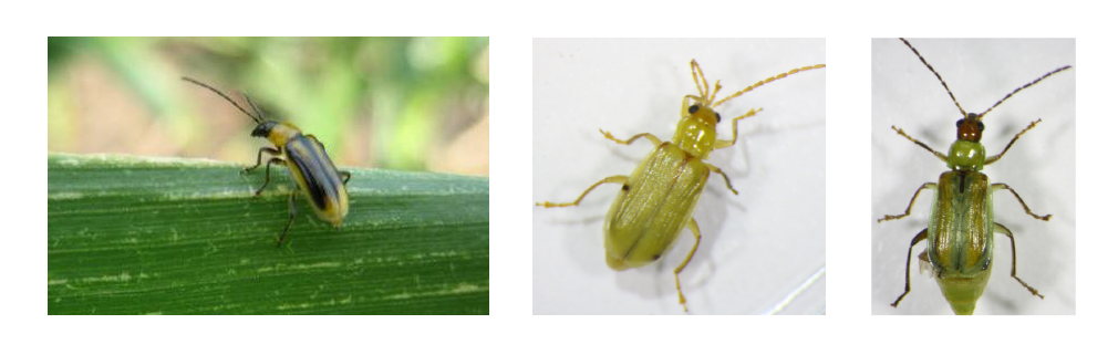 Figure 1. Western corn rootworm adult (left), Northern corn rootworm adult (middle), and Mexican corn rootworm (right).