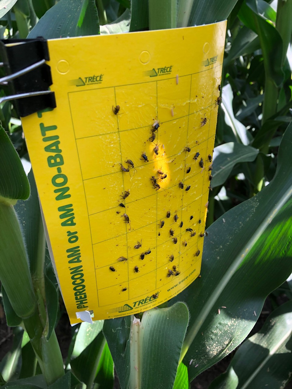 Figure 3. Sticky trap used to sample corn rootworm adults. Photo courtesy of Cory Tilstra.