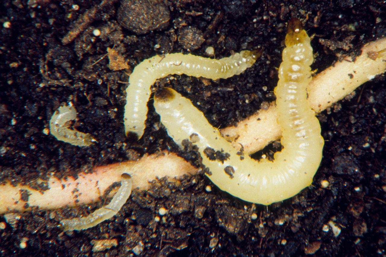 Figure 2. Corn rootworm larvae. Note the brown head capsule and brown anal plate. Photo courtesy of UNL Entomology.