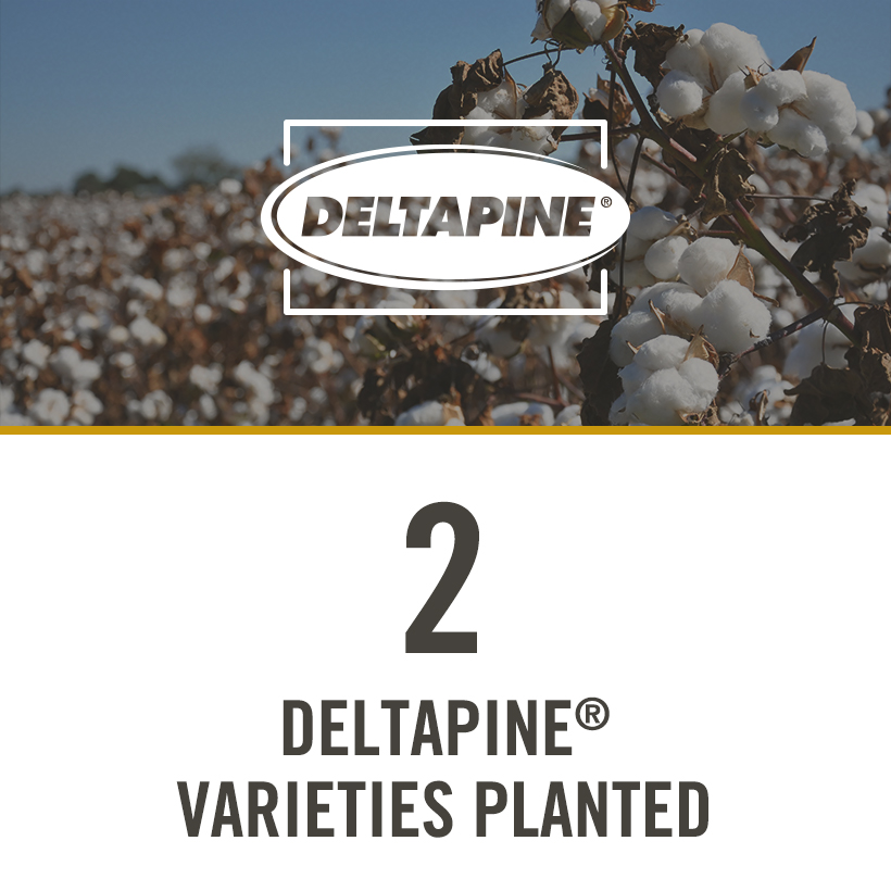 2 Deltapine varieties planted